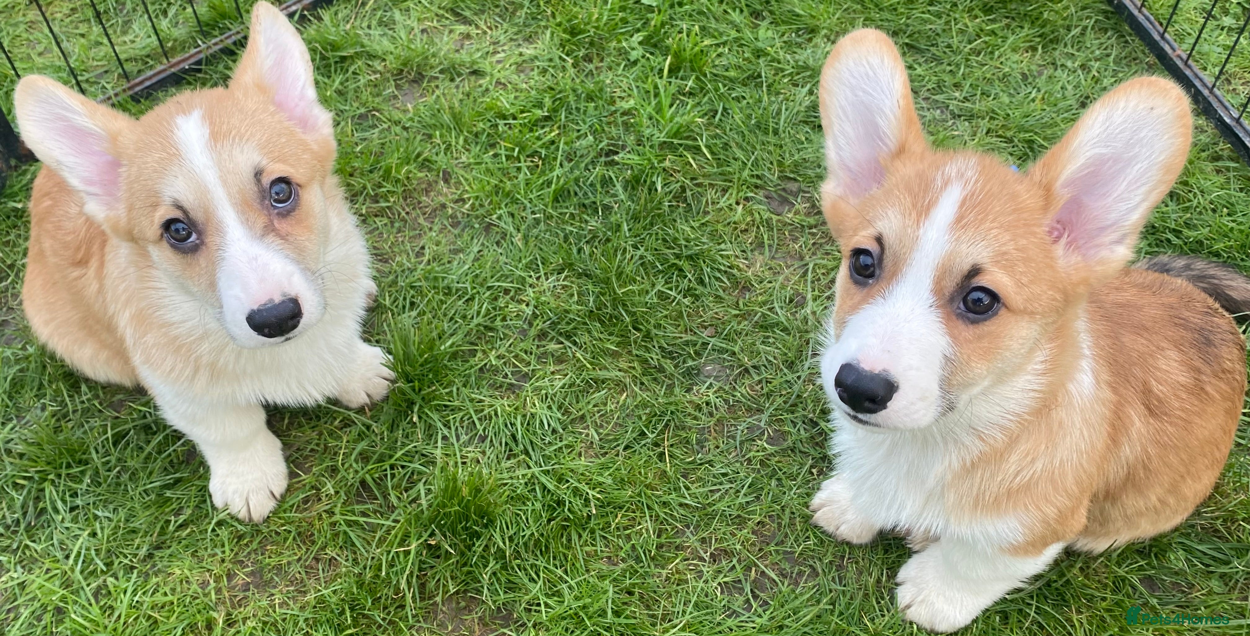Welsh Corgi Pembroke dogs 7 Beautiful little corgi boys - Advert 2