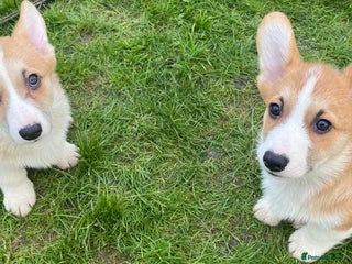 Welsh Corgi Pembroke dogs 7 Beautiful little corgi boys - Advert 2
