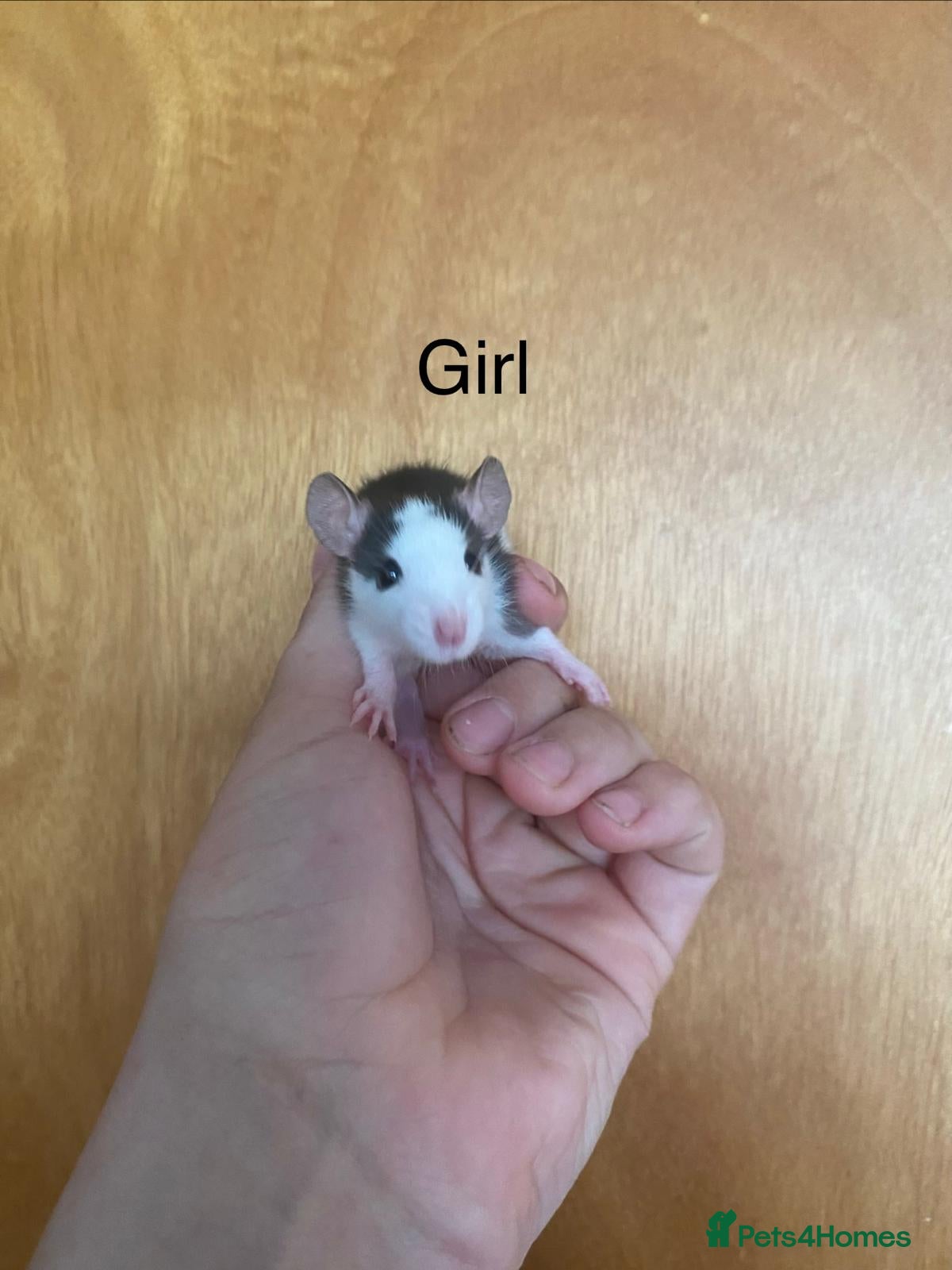 Rat rodents for sale: Mixed sexed baby rats in Chelmsford - Advert 15