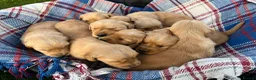 Golden Retriever dogs for sale: Beautiful KC Golden Retriever Puppies - Advert 5