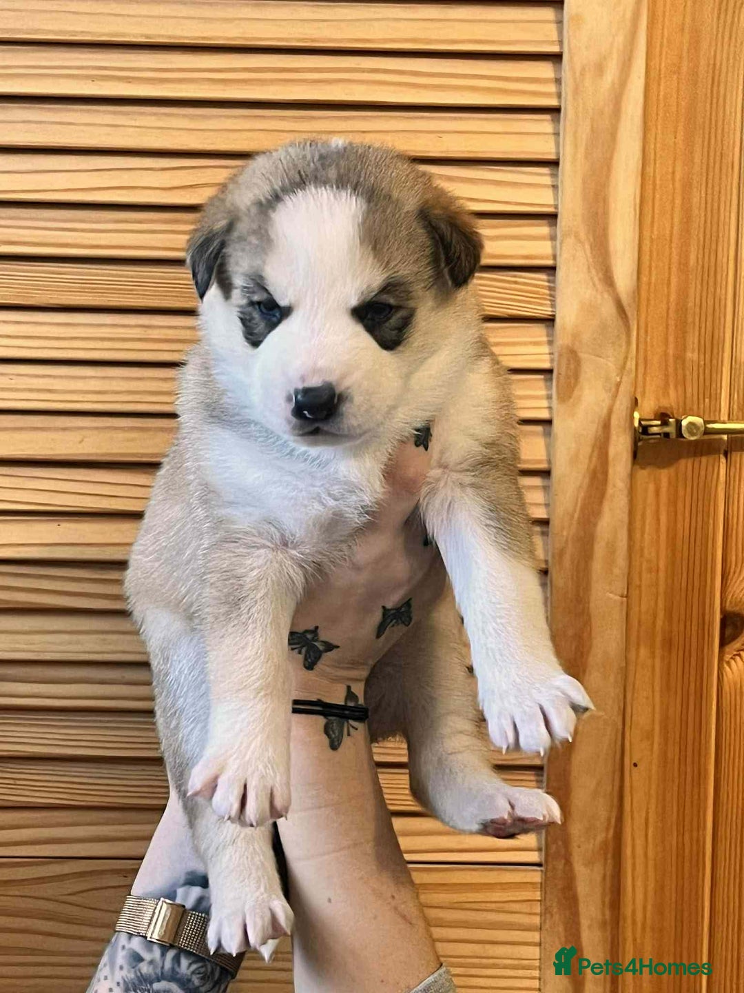 Siberian Husky dogs for sale: Siberian Husky Puppies REDUCED!! - Advert 23
