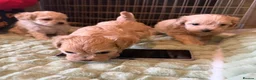 Maltipoo dogs for sale: Toy Maltipoo Puppies (TOY MALTESE X TOY POODLE) - Advert 3