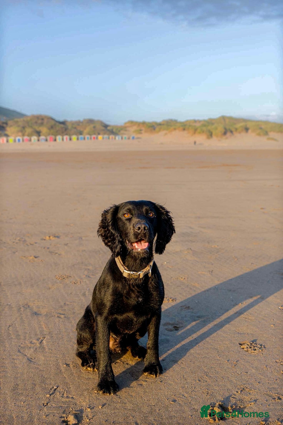 Cocker Spaniel dogs for stud: Fully KC Registered Black Cocker Spaniel for stud  in Tiverton - Advert 8