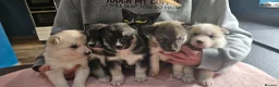 Siberian Husky dogs for sale: Stunning siberian husky puppies in Derby - Advert 13