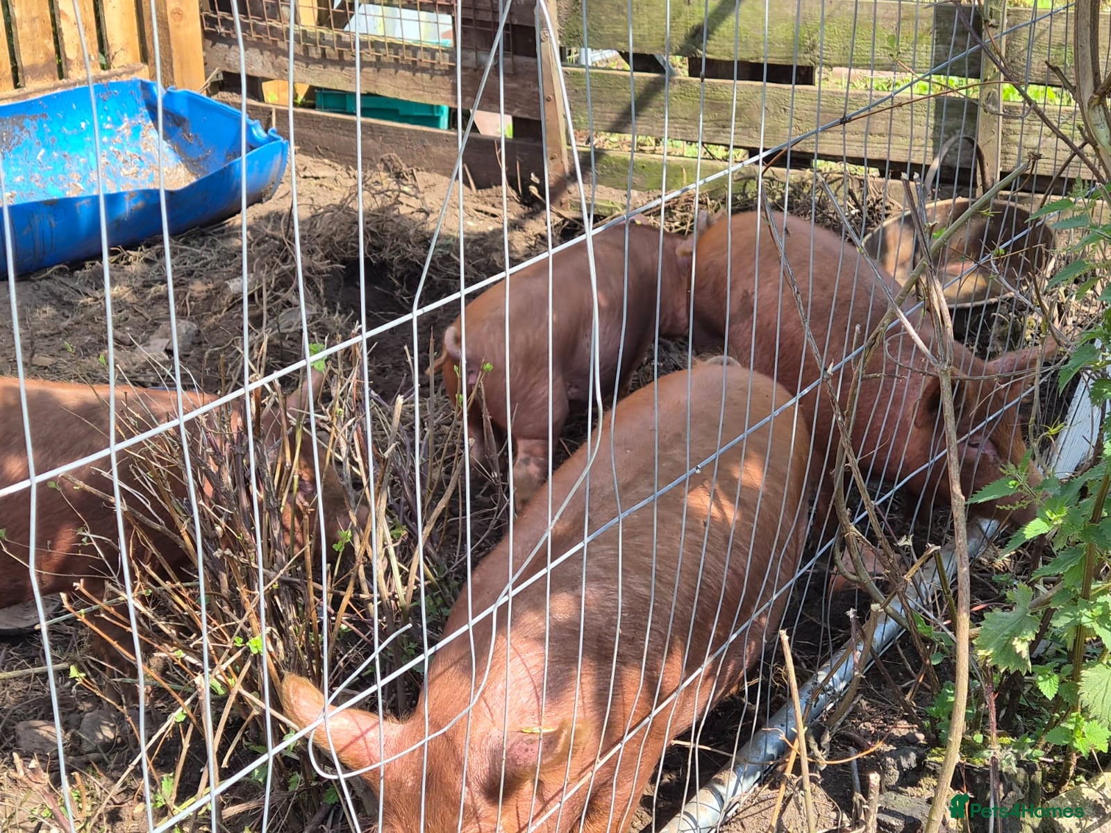 Pig livestock Tamworth outdoor  - Advert 1