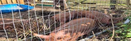 Pig livestock for sale: Tamworth outdoor  in Glasgow - Advert 1