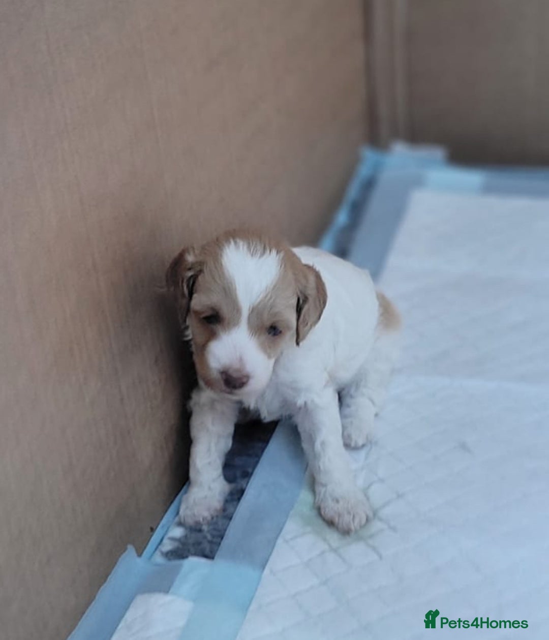 Cockapoo dogs for sale: Cockerpoo puppies for sale  - Advert 3