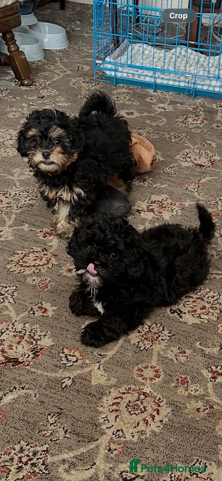 Shihpoo dogs Shihpoo pups - Advert 1