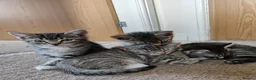 Mixed Breed cats for sale: Unique Tabby kittens   looking for a forever home  in Doncaster - Advert 10