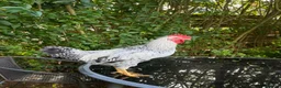 Chickens poultry for sale: Cream legbar rooster - Advert 3