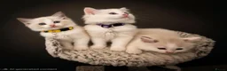 Ragdoll cats for sale: Beautiful Ragdoll kittens  - Advert 1