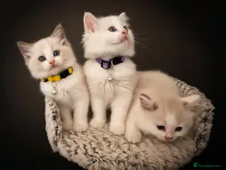 Ragdoll cats Beautiful Ragdoll kittens - Advert 5