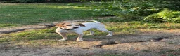 Mixed Breed dogs for adoption: 🍯 Honey: The Pocket Pointer in Maidstone - Advert 5