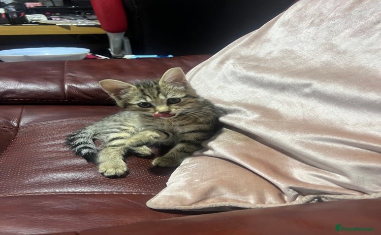 Domestic Shorthair cats - Advert 1