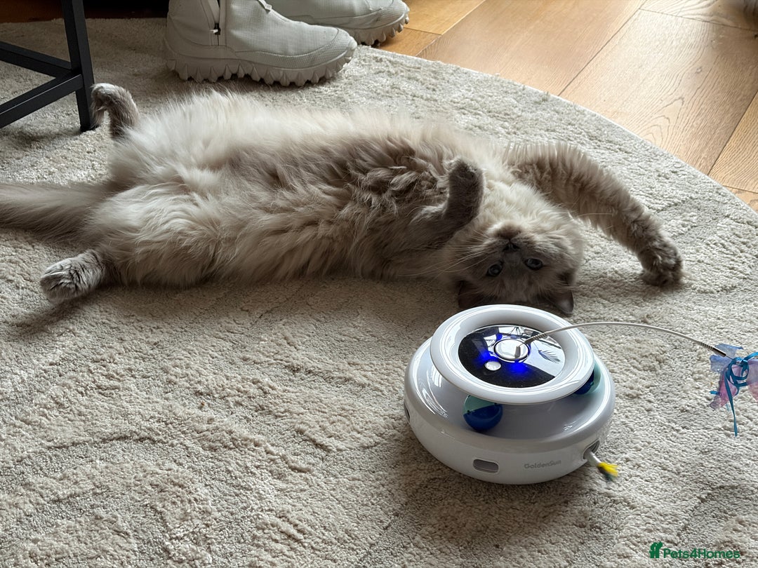 Ragdoll cats for sale: Gorby - ragdoll male - Advert 6