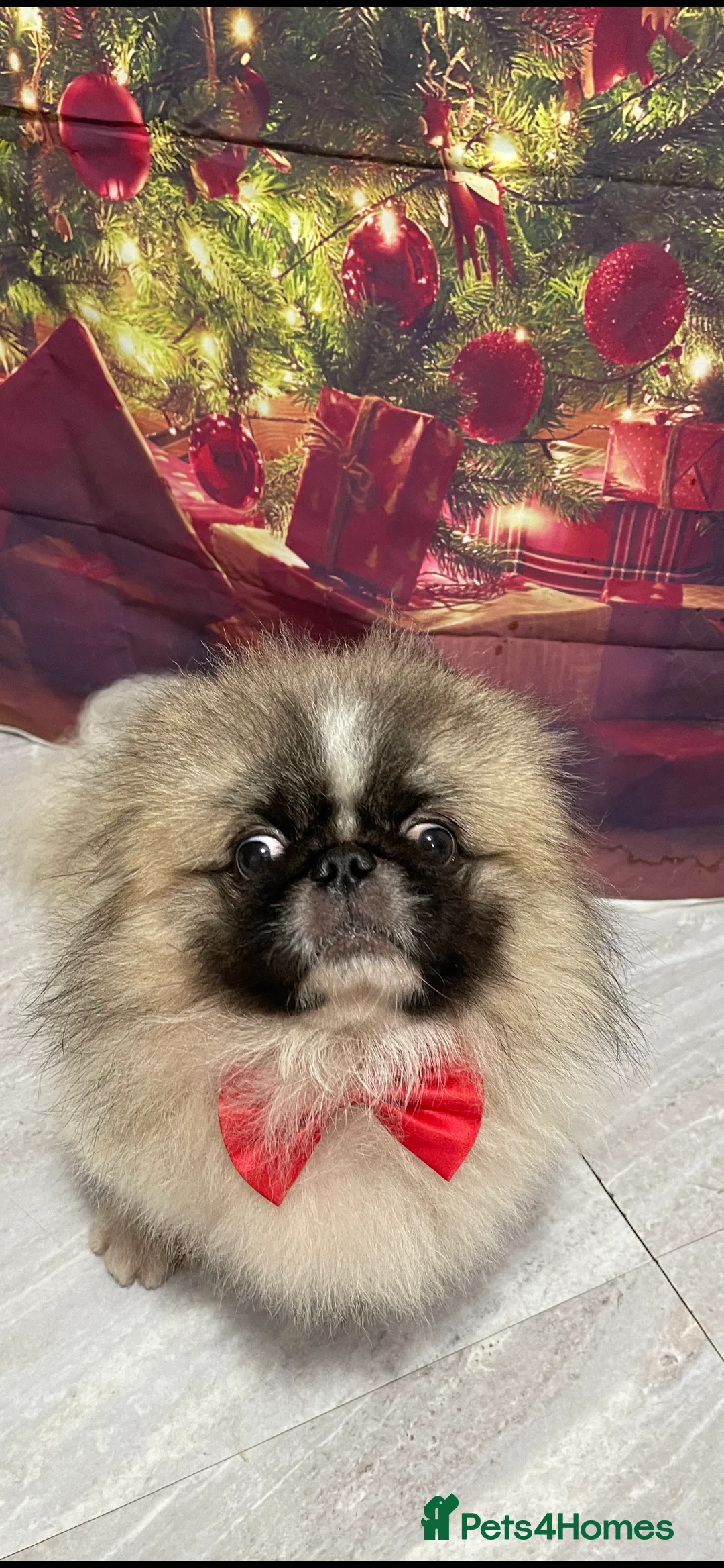 Pekingese dogs for stud: PROVEN! Parti Coloured Pekingese for Stud  in Rugby - Advert 1