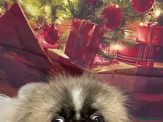 Pekingese dogs PROVEN! Parti Coloured Pekingese for Stud in Rugby - Advert 7