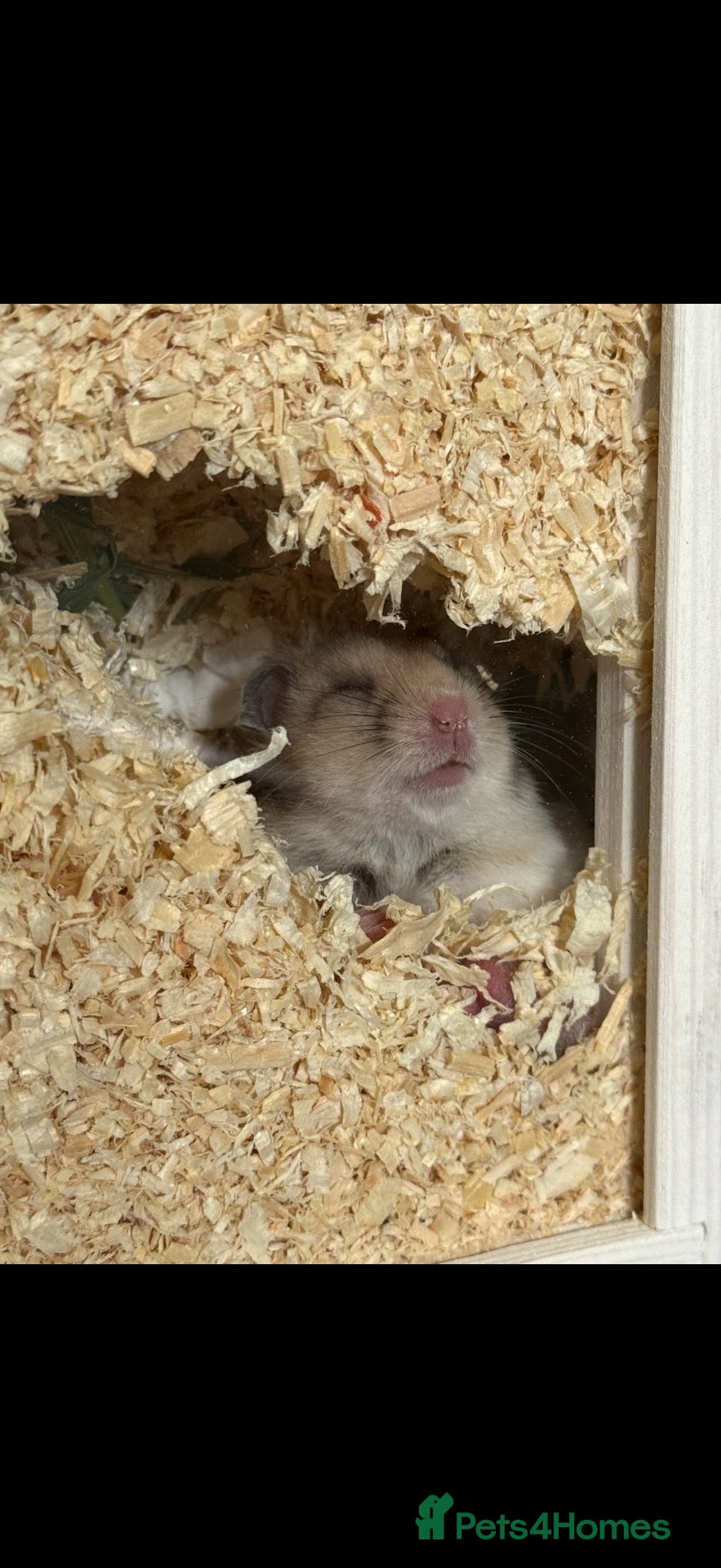 Hamster rodents Syrian hamster  - Advert 1