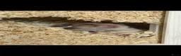 Hamster rodents for sale: Syrian hamster  - Advert 1