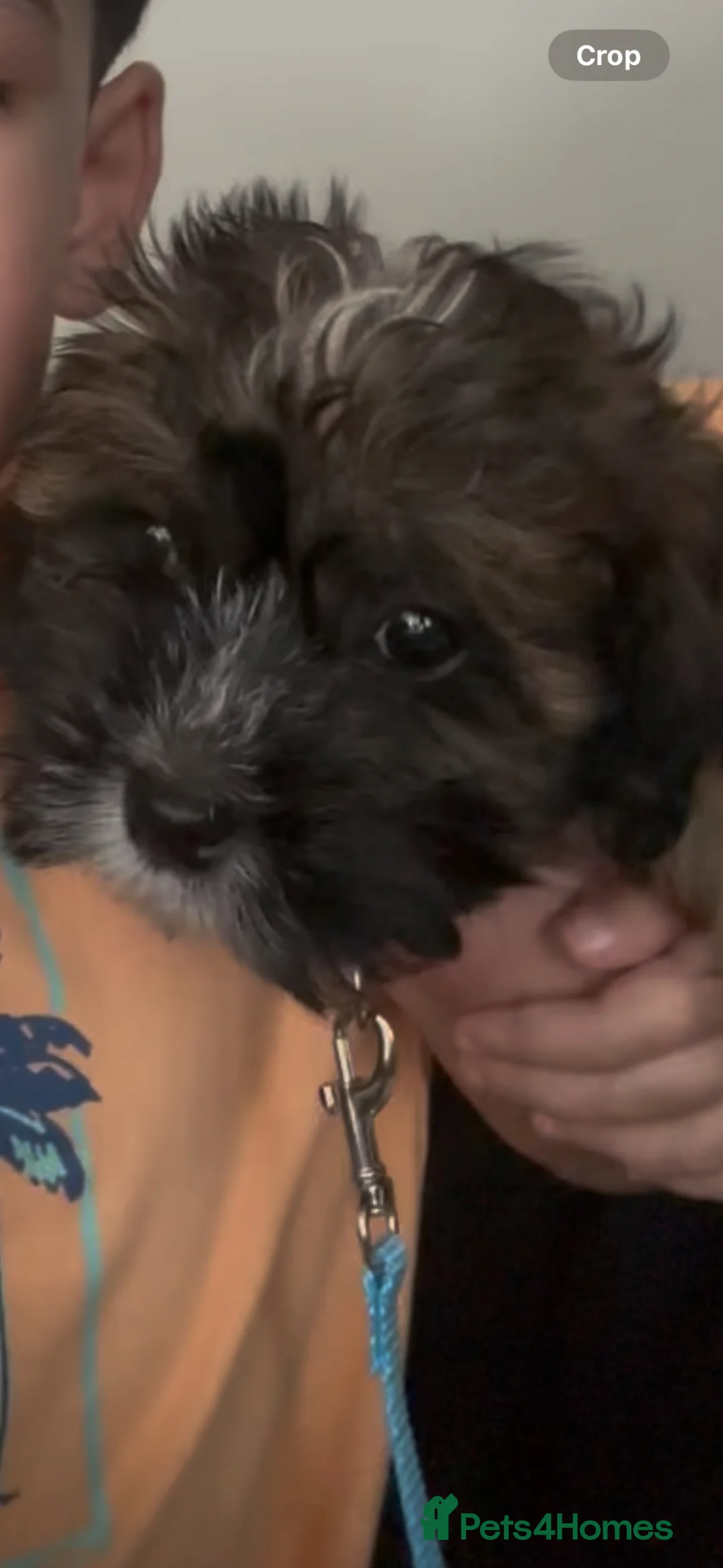 Havanese dogs for sale: Havanese puppy in Walsall - Advert 2