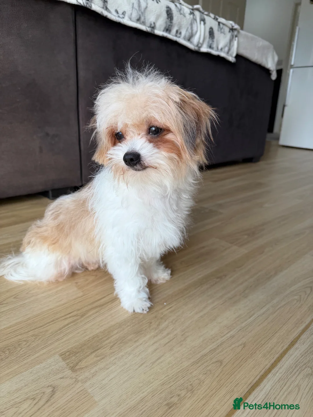 Yorkshire Terrier dogs for sale: Parti Yorkshire terrier  in Barton-upon-Humber - Advert 2