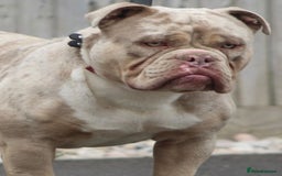 Olde English Bulldogge dogs for sale: Old English bulldogs “NEBBR “ regstd - Image 12