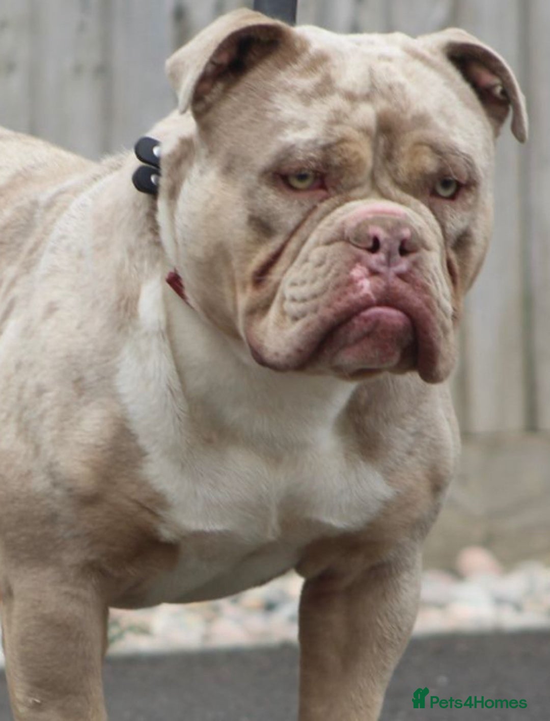 Olde English Bulldogge dogs for sale: Old English bulldogs “NEBBR “ regstd - Image 12