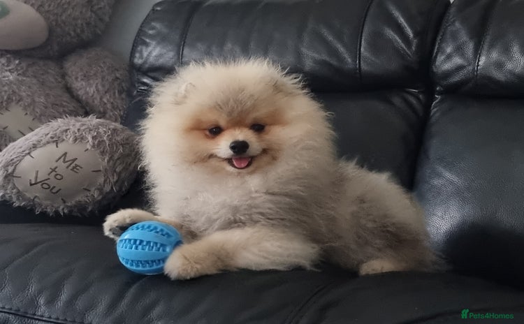 Pomeranian dogs in Boston - Advert 5