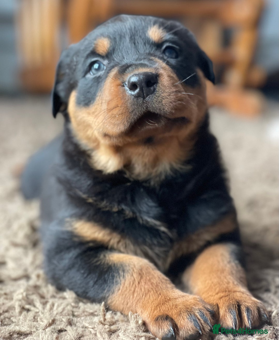 Rottweiler dogs for stud: Health Tested Rottweiler For Stud in Wisbech - Advert 4