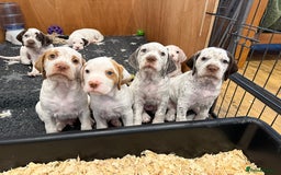 Braque du Bourbonnais dogs for sale: Braque du Bourbonnais Puppies - Image 1