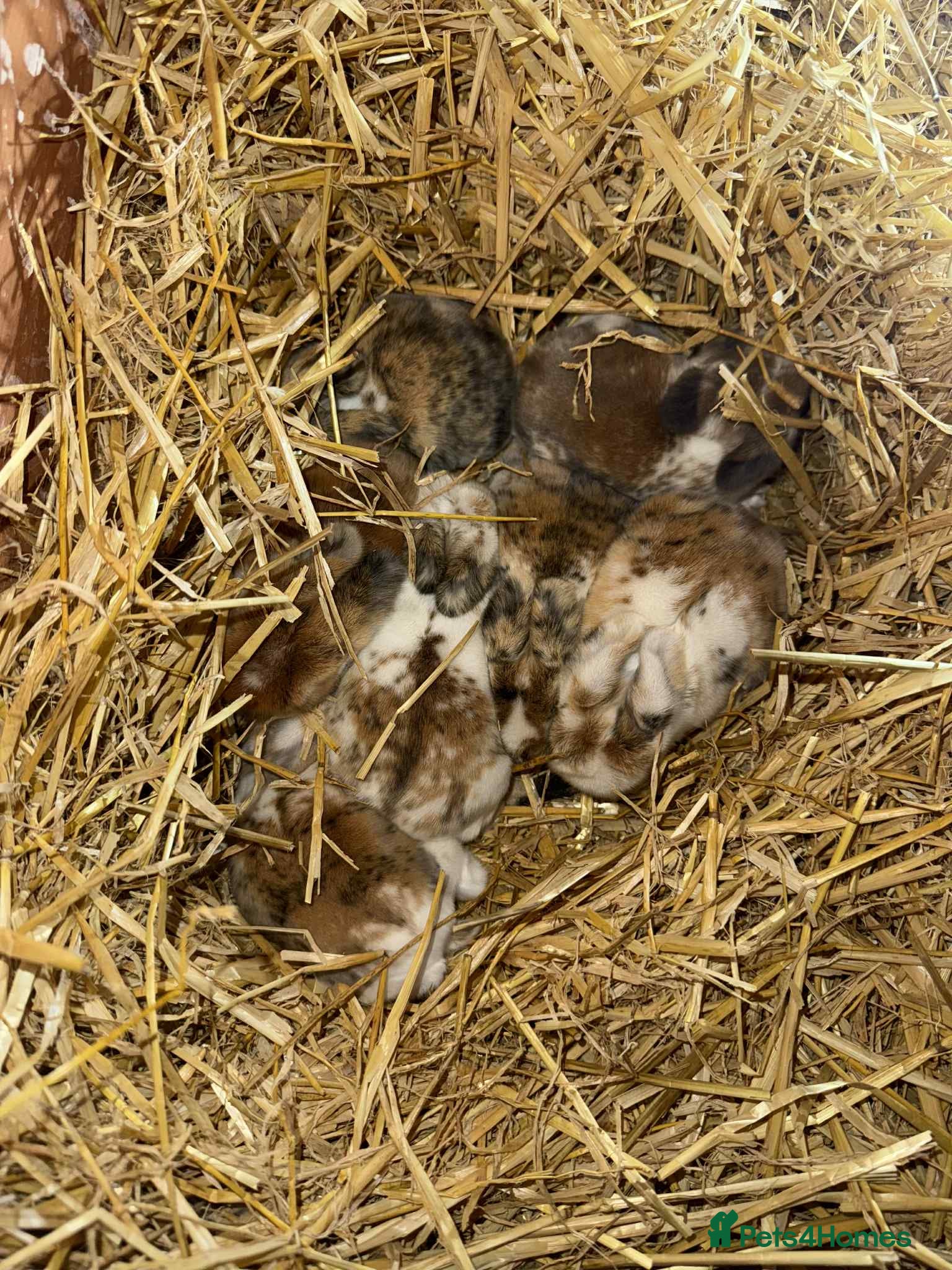 Mixed Breed rabbits Rabbits looking for forever homes! - Advert 3