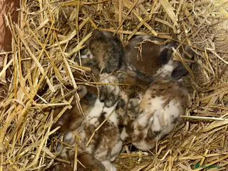 Mixed Breed rabbits Rabbits looking for forever homes! - Advert 12