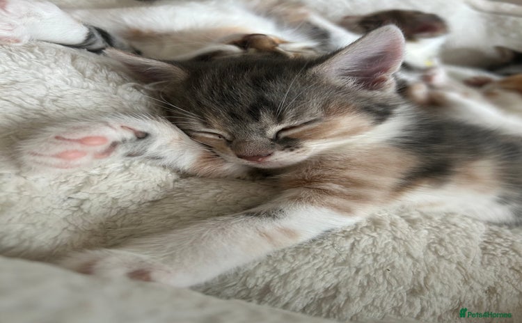 Domestic Shorthair cats - Advert 20