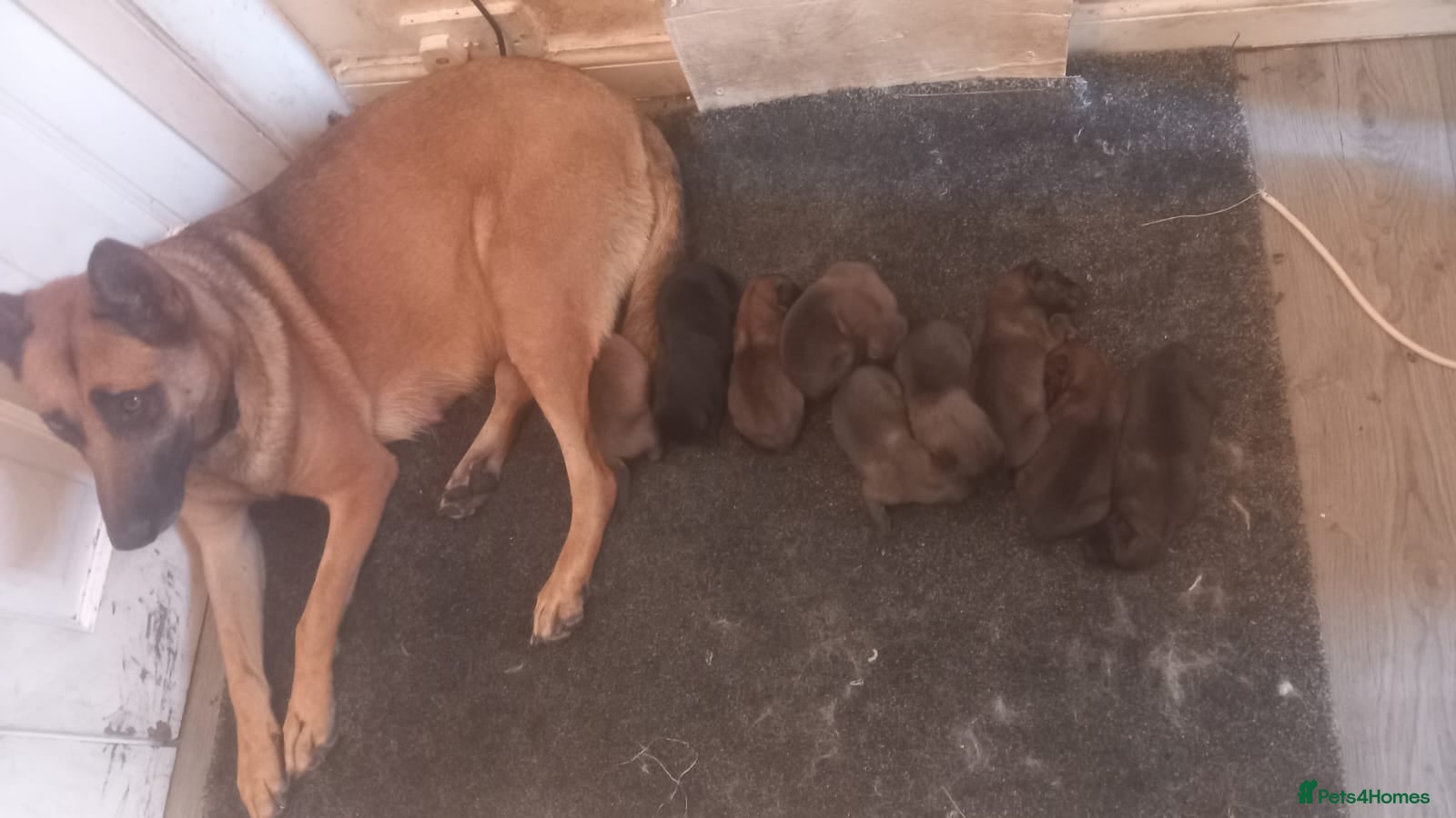 Belgian Shepherd Dog dogs Belgian Malinois  - Advert 8