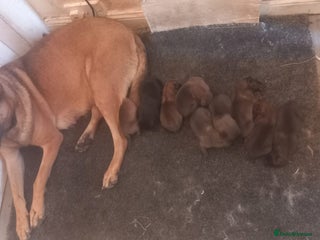 Belgian Shepherd Dog dogs Belgian Malinois - Advert 2