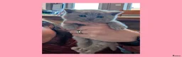 British Shorthair cats for sale: 5 Stunning Lilac Shorthair Kittens For Sale - Advert 9