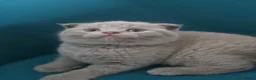 Scottish Fold cats for sale: 3 lovely Scotish Fold kittens  - Advert 2