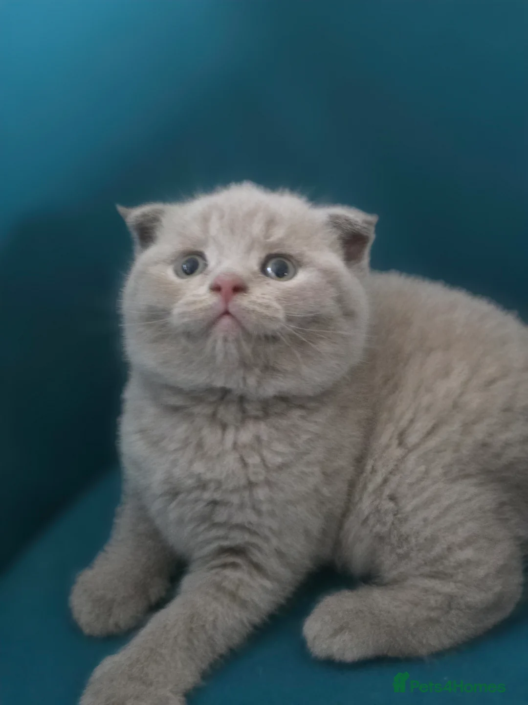 Scottish Fold cats for sale: 3 lovely Scotish Fold kittens  - Advert 2