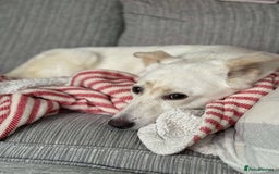 Mixed Breed dogs for adoption: MEET ALASKA - Image 2