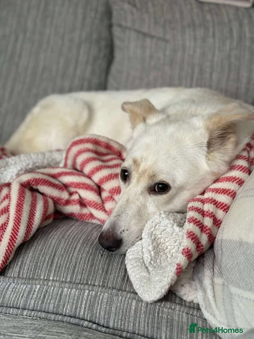 Mixed Breed dogs for adoption: MEET ALASKA - Image 2