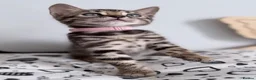 Bengal cats for sale: Exceptional Silver, Blue & Brown Bengal Kittens  in Basingstoke - Advert 22