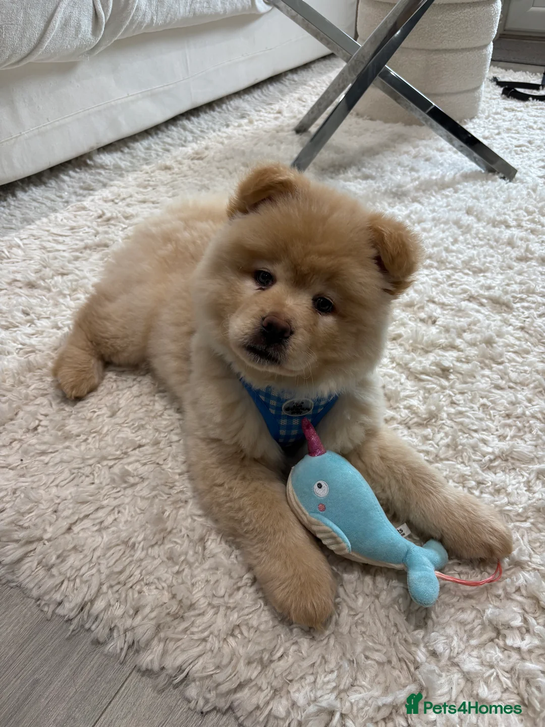 Mixed Breed dogs for sale: Stunning Chowsky puppy  - Advert 7