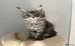 Maine Coon cats for sale: Gorgeous Pure Breed Maine Coon Kittens - Image 10