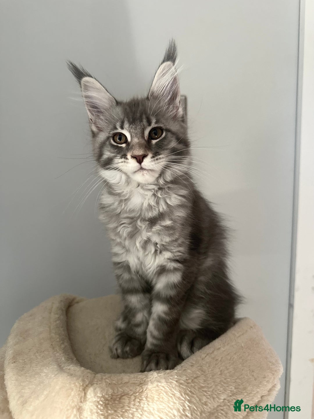 Maine Coon cats for sale: Gorgeous Pure Breed Maine Coon Kittens - Image 10