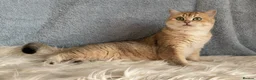 British Shorthair cats for sale: Beautiful British Shorthair Black Golden female  - Advert 3