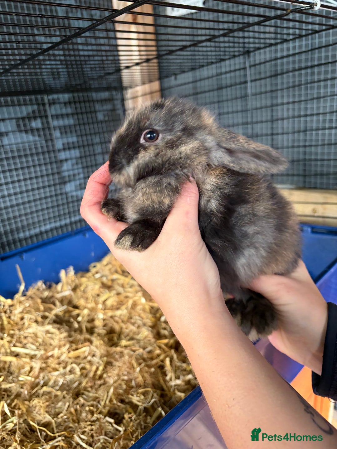Mixed Breed rabbits for sale: 6 beautiful baby rabbit - Advert 2