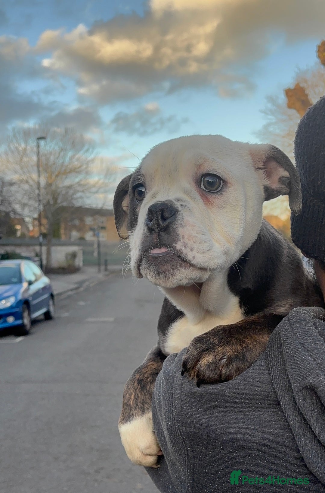 Olde English Bulldogge dogs for sale: Olde English bulldogs - Advert 11