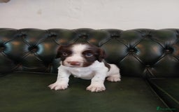 English Springer Spaniel dogs for sale: Kc Reg English Springer spaniel boys in Dorchester - Image 27