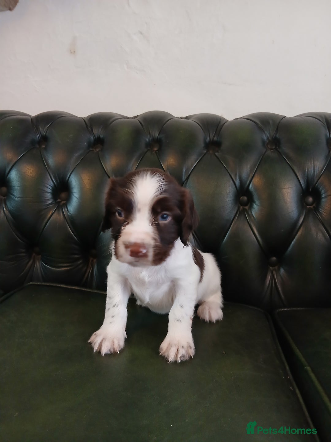 English Springer Spaniel dogs for sale: Kc Reg English Springer spaniel boys in Dorchester - Image 27