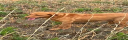 Labrador Retriever dogs for sale: Fox red Labrador  - Advert 4